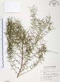 中文名:天門冬(S012976)學名:Asparagus cochinchinensis (Lour.) Merr.(S012976)