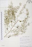 中文名:天門冬(S013301)學名:Asparagus cochinchinensis (Lour.) Merr.(S013301)