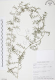 中文名:天門冬(S015542)學名:Asparagus cochinchinensis (Lour.) Merr.(S015542)