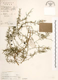 中文名:天門冬(S019665)學名:Asparagus cochinchinensis (Lour.) Merr.(S019665)