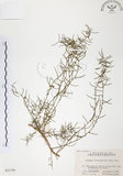 中文名:天門冬(S021196)學名:Asparagus cochinchinensis (Lour.) Merr.(S021196)