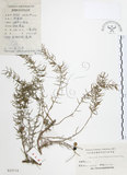 中文名:天門冬(S025114)學名:Asparagus cochinchinensis (Lour.) Merr.(S025114)