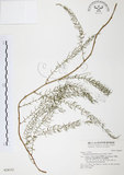 中文名:天門冬(S028152)學名:Asparagus cochinchinensis (Lour.) Merr.(S028152)