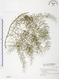 中文名:天門冬(S028509)學名:Asparagus cochinchinensis (Lour.) Merr.(S028509)