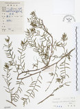 中文名:天門冬(S033445)學名:Asparagus cochinchinensis (Lour.) Merr.(S033445)