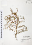 中文名:天門冬(S037041)學名:Asparagus cochinchinensis (Lour.) Merr.(S037041)