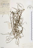 中文名:天門冬(S037429)學名:Asparagus cochinchinensis (Lour.) Merr.(S037429)