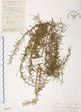 中文名:天門冬(S042409)學名:Asparagus cochinchinensis (Lour.) Merr.(S042409)