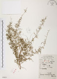 中文名:天門冬(S052873)學名:Asparagus cochinchinensis (Lour.) Merr.(S052873)