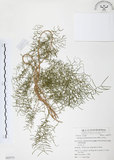 中文名:天門冬(S053777)學名:Asparagus cochinchinensis (Lour.) Merr.(S053777)