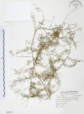 中文名:天門冬(S055187)學名:Asparagus cochinchinensis (Lour.) Merr.(S055187)