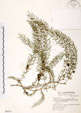中文名:天門冬(S069519)學名:Asparagus cochinchinensis (Lour.) Merr.(S069519)