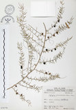 中文名:天門冬(S070779)學名:Asparagus cochinchinensis (Lour.) Merr.(S070779)