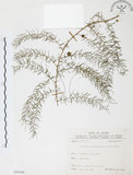 中文名:天門冬(S070784)學名:Asparagus cochinchinensis (Lour.) Merr.(S070784)