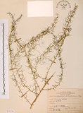 中文名:天門冬(S070788)學名:Asparagus cochinchinensis (Lour.) Merr.(S070788)
