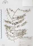中文名:天門冬(S070796)學名:Asparagus cochinchinensis (Lour.) Merr.(S070796)