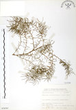 中文名:天門冬(S070797)學名:Asparagus cochinchinensis (Lour.) Merr.(S070797)