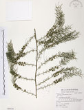 中文名:天門冬(S080538)學名:Asparagus cochinchinensis (Lour.) Merr.(S080538)