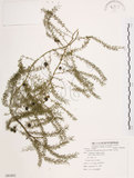 中文名:天門冬(S081602)學名:Asparagus cochinchinensis (Lour.) Merr.(S081602)