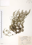 中文名:天門冬(S086430)學名:Asparagus cochinchinensis (Lour.) Merr.(S086430)