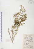 中文名:天門冬(S086451)學名:Asparagus cochinchinensis (Lour.) Merr.(S086451)