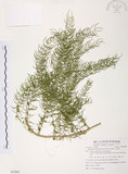 中文名:天門冬(S087880)學名:Asparagus cochinchinensis (Lour.) Merr.(S087880)