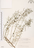中文名:天門冬(S089933)學名:Asparagus cochinchinensis (Lour.) Merr.(S089933)