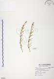 中文名:天門冬(S092001)學名:Asparagus cochinchinensis (Lour.) Merr.(S092001)