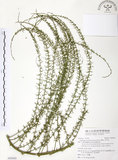 中文名:天門冬(S092443)學名:Asparagus cochinchinensis (Lour.) Merr.(S092443)