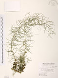 中文名:天門冬(S093148)學名:Asparagus cochinchinensis (Lour.) Merr.(S093148)