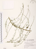 中文名:天門冬(S094468)學名:Asparagus cochinchinensis (Lour.) Merr.(S094468)