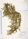 中文名:天門冬(S094543)學名:Asparagus cochinchinensis (Lour.) Merr.(S094543)