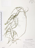中文名:天門冬(S095078)學名:Asparagus cochinchinensis (Lour.) Merr.(S095078)