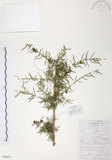 中文名:天門冬(S099933)學名:Asparagus cochinchinensis (Lour.) Merr.(S099933)