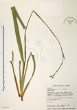 中文名:桔梗蘭(S016575 )學名:Dianella ensifolia (L.) DC.(S016575 )