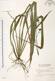 中文名:桔梗蘭(S028541 )學名:Dianella ensifolia (L.) DC.(S028541 )