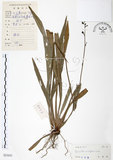 中文名:桔梗蘭(S033636 )學名:Dianella ensifolia (L.) DC.(S033636 )