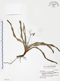 中文名:桔梗蘭(S042722 )學名:Dianella ensifolia (L.) DC.(S042722 )