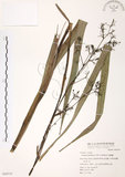 中文名:桔梗蘭(S050718 )學名:Dianella ensifolia (L.) DC.(S050718 )