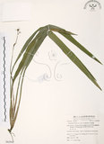 中文名:桔梗蘭(S062968 )學名:Dianella ensifolia (L.) DC.(S062968 )