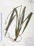 中文名:桔梗蘭(S064844 )學名:Dianella ensifolia (L.) DC.(S064844 )