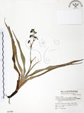 中文名:桔梗蘭(S067988 )學名:Dianella ensifolia (L.) DC.(S067988 )