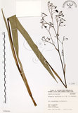 中文名:桔梗蘭(S070700 )學名:Dianella ensifolia (L.) DC.(S070700 )