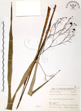 中文名:桔梗蘭(S070755 )學名:Dianella ensifolia (L.) DC.(S070755 )