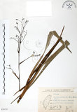 中文名:桔梗蘭(S070757 )學名:Dianella ensifolia (L.) DC.(S070757 )