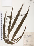 中文名:桔梗蘭(S078668 )學名:Dianella ensifolia (L.) DC.(S078668 )