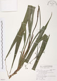 中文名:桔梗蘭(S092471 )學名:Dianella ensifolia (L.) DC.(S092471 )