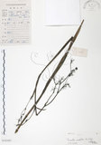 中文名:桔梗蘭(S101685 )學名:Dianella ensifolia (L.) DC.(S101685 )