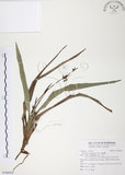 中文名:桔梗蘭(S106943 )學名:Dianella ensifolia (L.) DC.(S106943 )