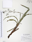 中文名:桔梗蘭(S108773 )學名:Dianella ensifolia (L.) DC.(S108773 )